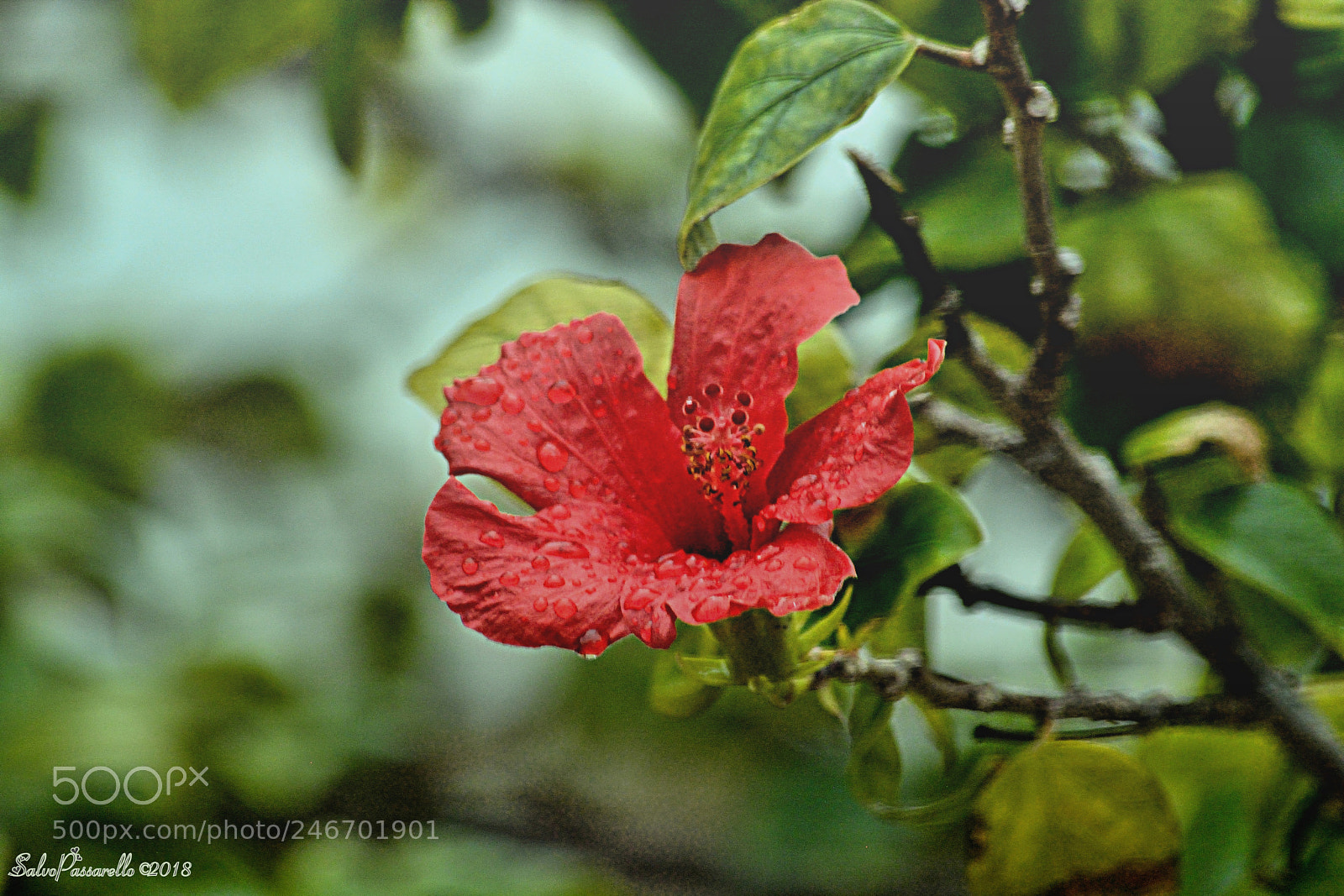 Nikon D5200 sample photo. After the rain photography
