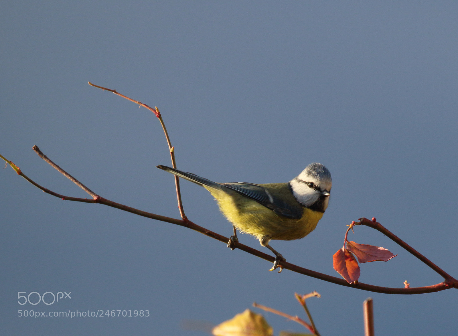 Canon EOS 7D Mark II sample photo. Dans mon jardin photography