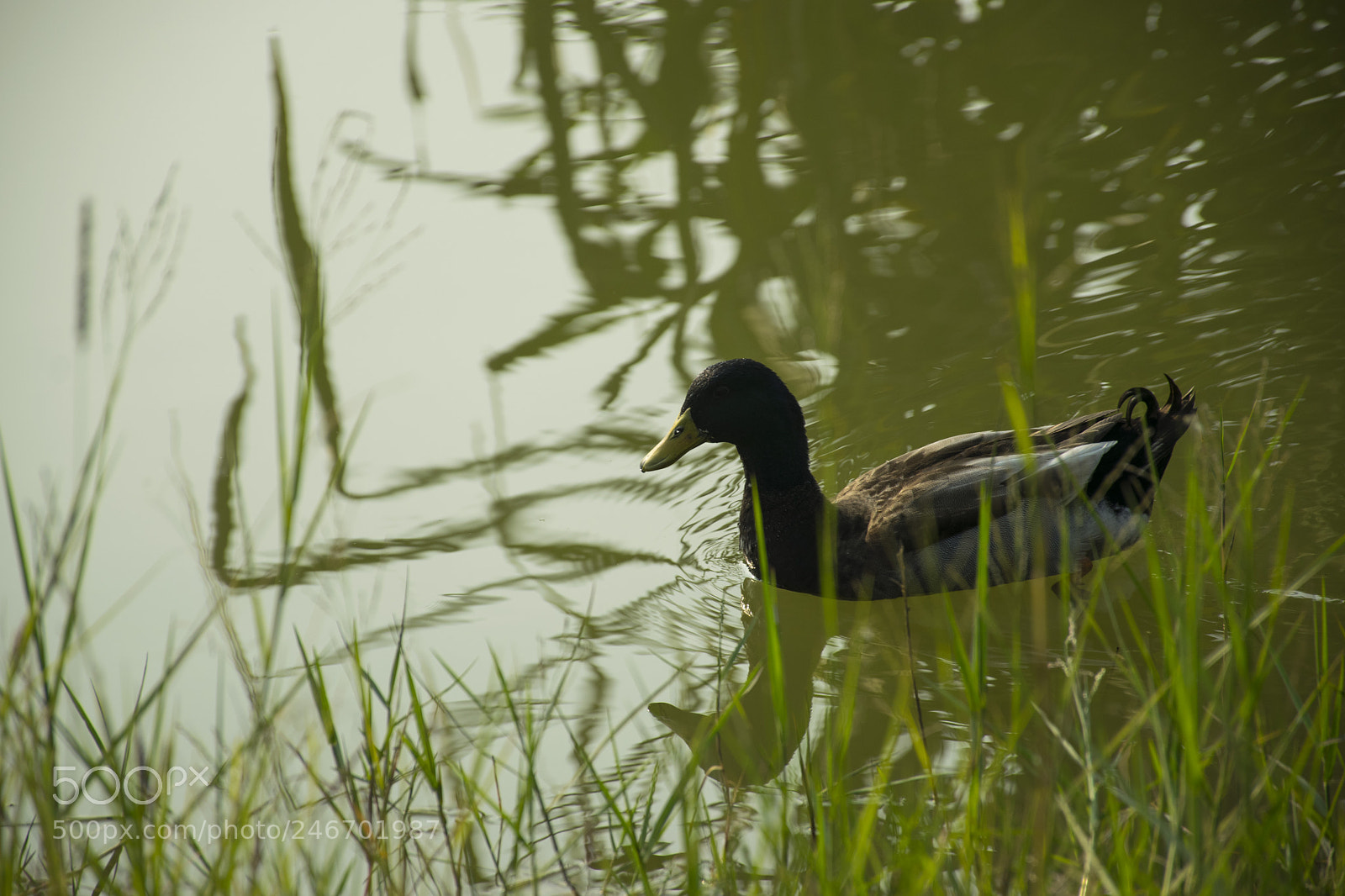 Nikon D5300 sample photo. Duck swimming in a photography