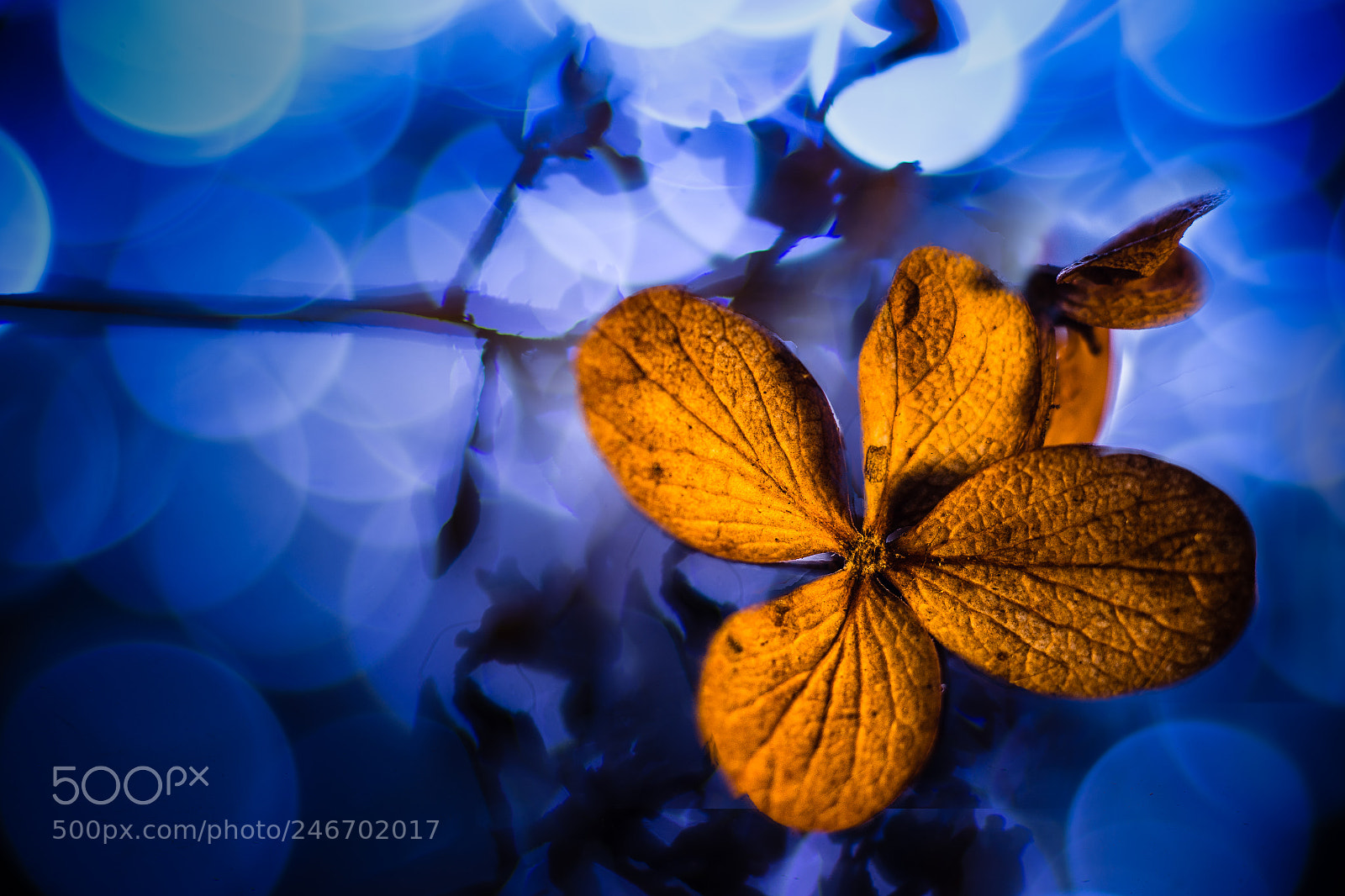 Nikon D7100 sample photo. Winter hydrangea photography