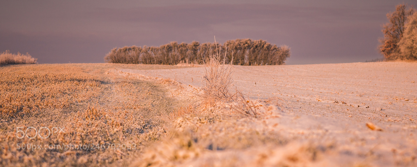 Sony a6500 sample photo. Sugared field photography