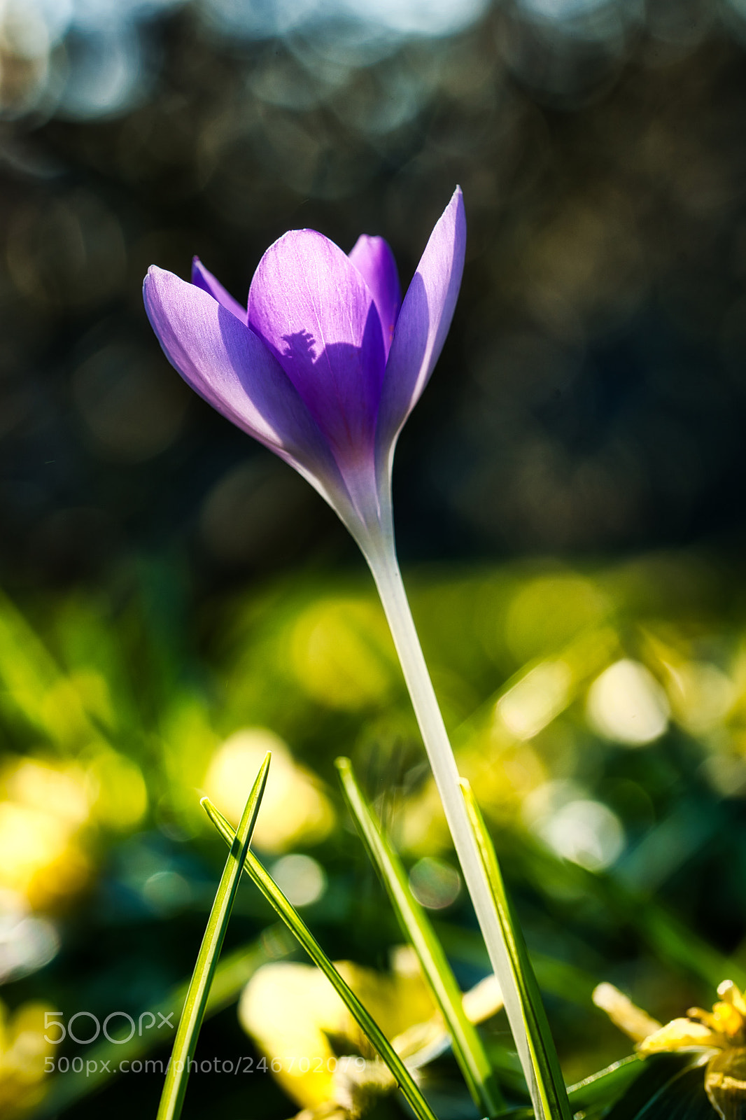 Sony SLT-A99V sample photo. Krokus im hermannshof photography