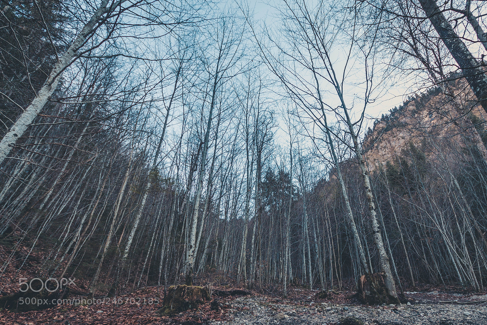 Canon EOS 700D (EOS Rebel T5i / EOS Kiss X7i) sample photo. Noishvanshtein forest photography