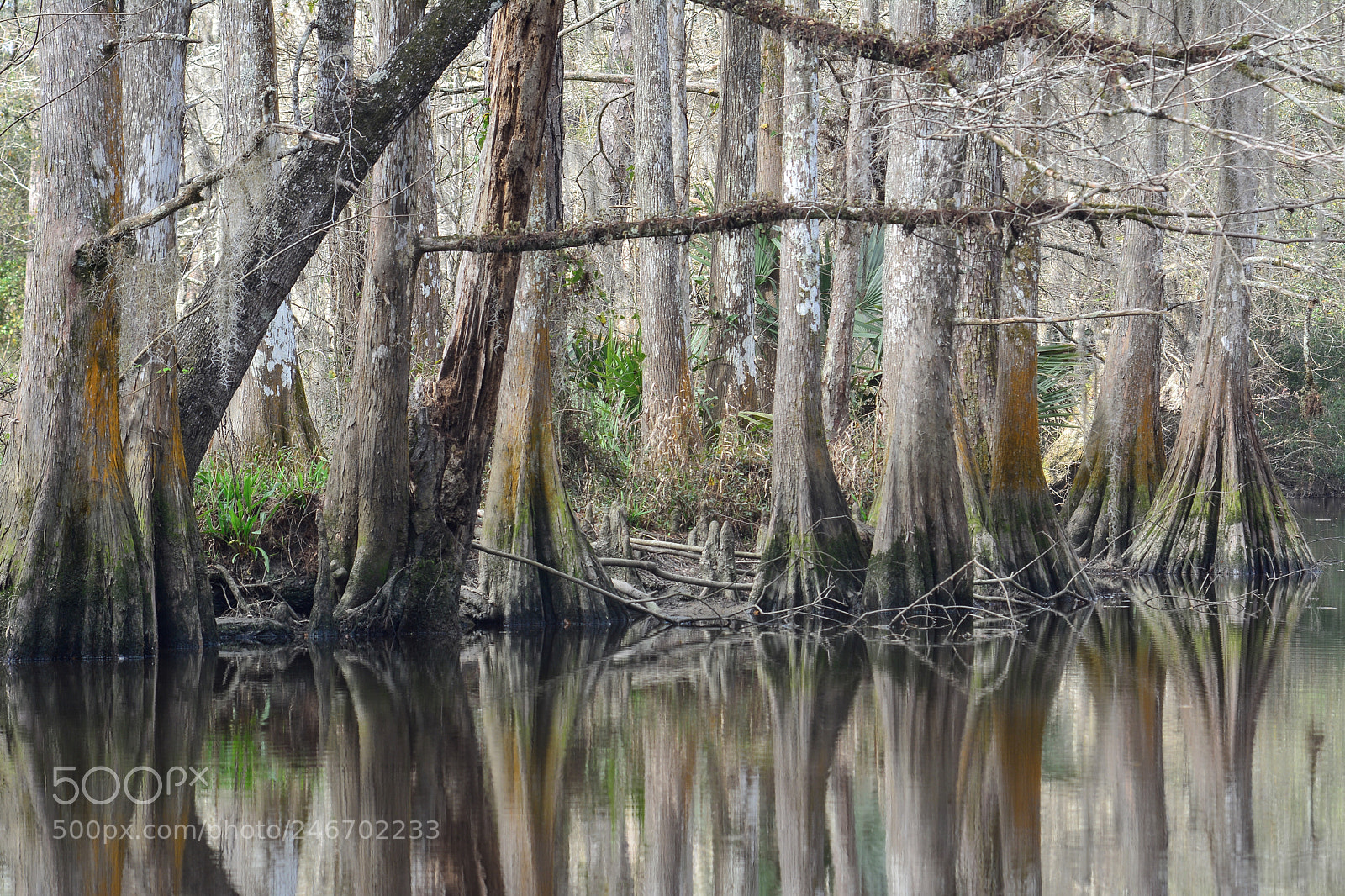 Nikon D7100 sample photo. Cypress grove at bayou photography
