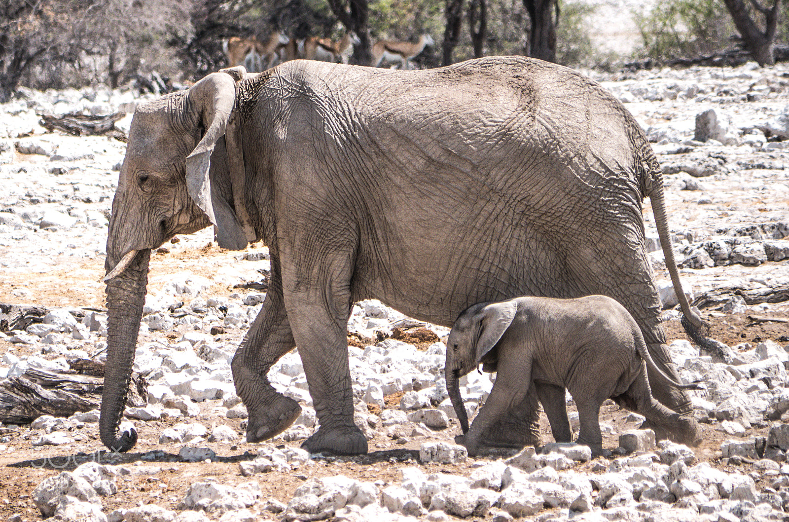 Panasonic DMC-G70 sample photo. Elephant mother and calf photography