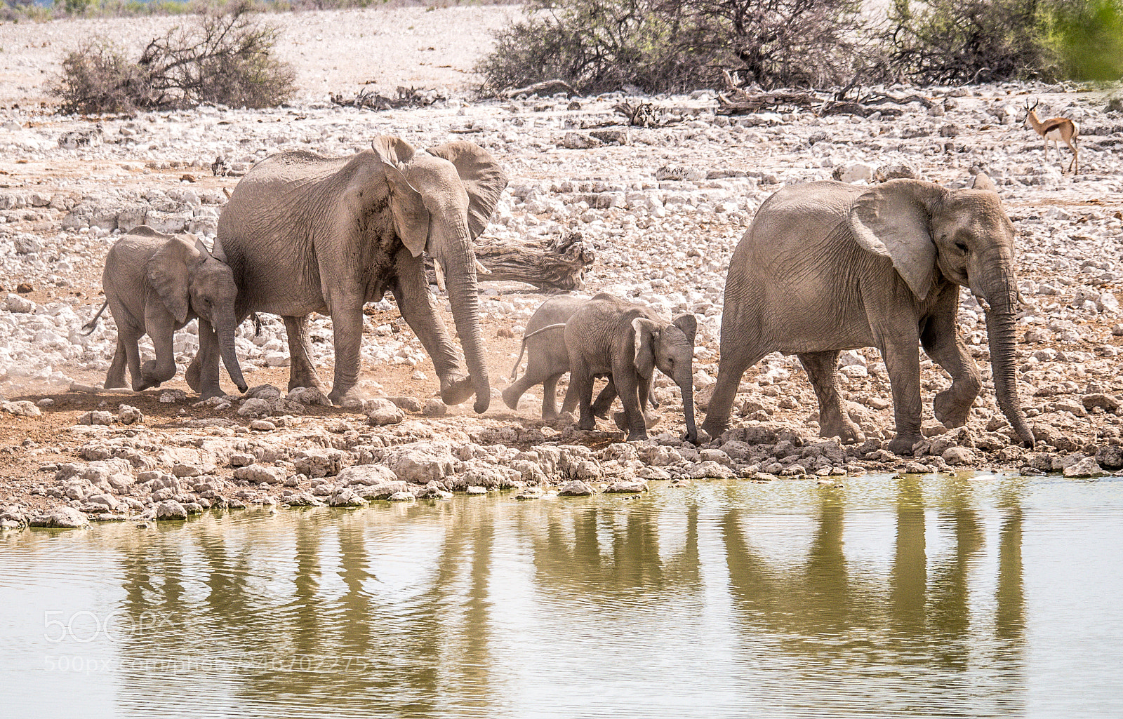 Panasonic DMC-G70 sample photo. Elephants family photography