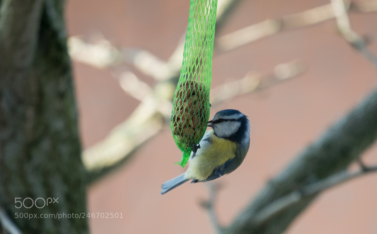 Fujifilm X-T2 sample photo. Hungry bird photography