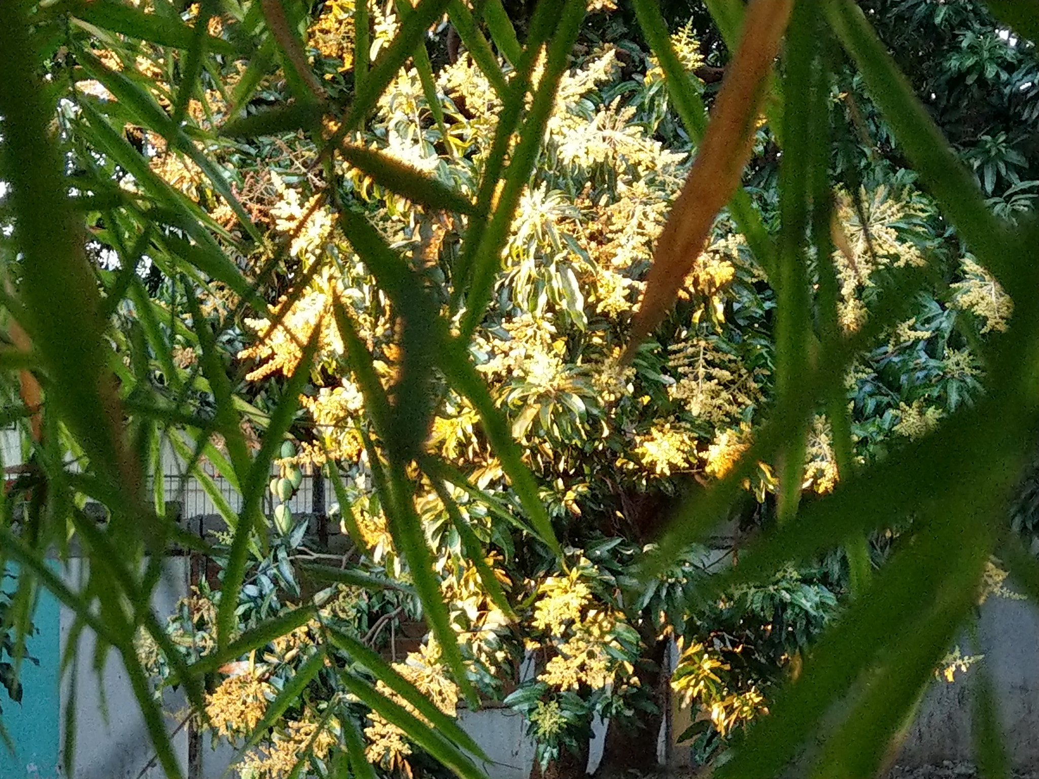 HTC U11+ sample photo. Flowering mango tree photography