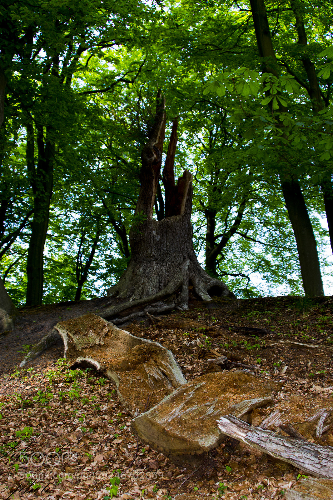 Nikon D3100 sample photo. Fallen tree photography