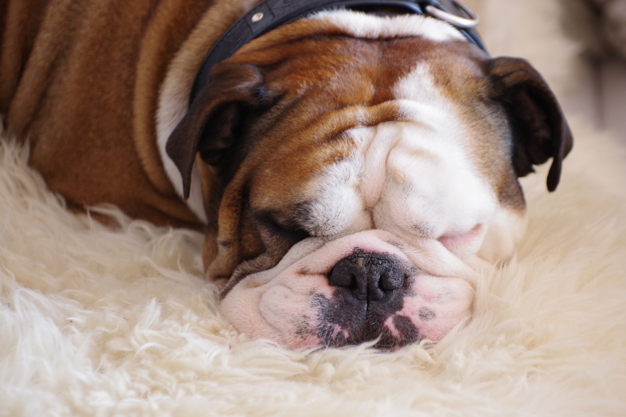 Pentax smc DA* 50-135mm F2.8 ED (IF) SDM sample photo. The sleeping bully photography