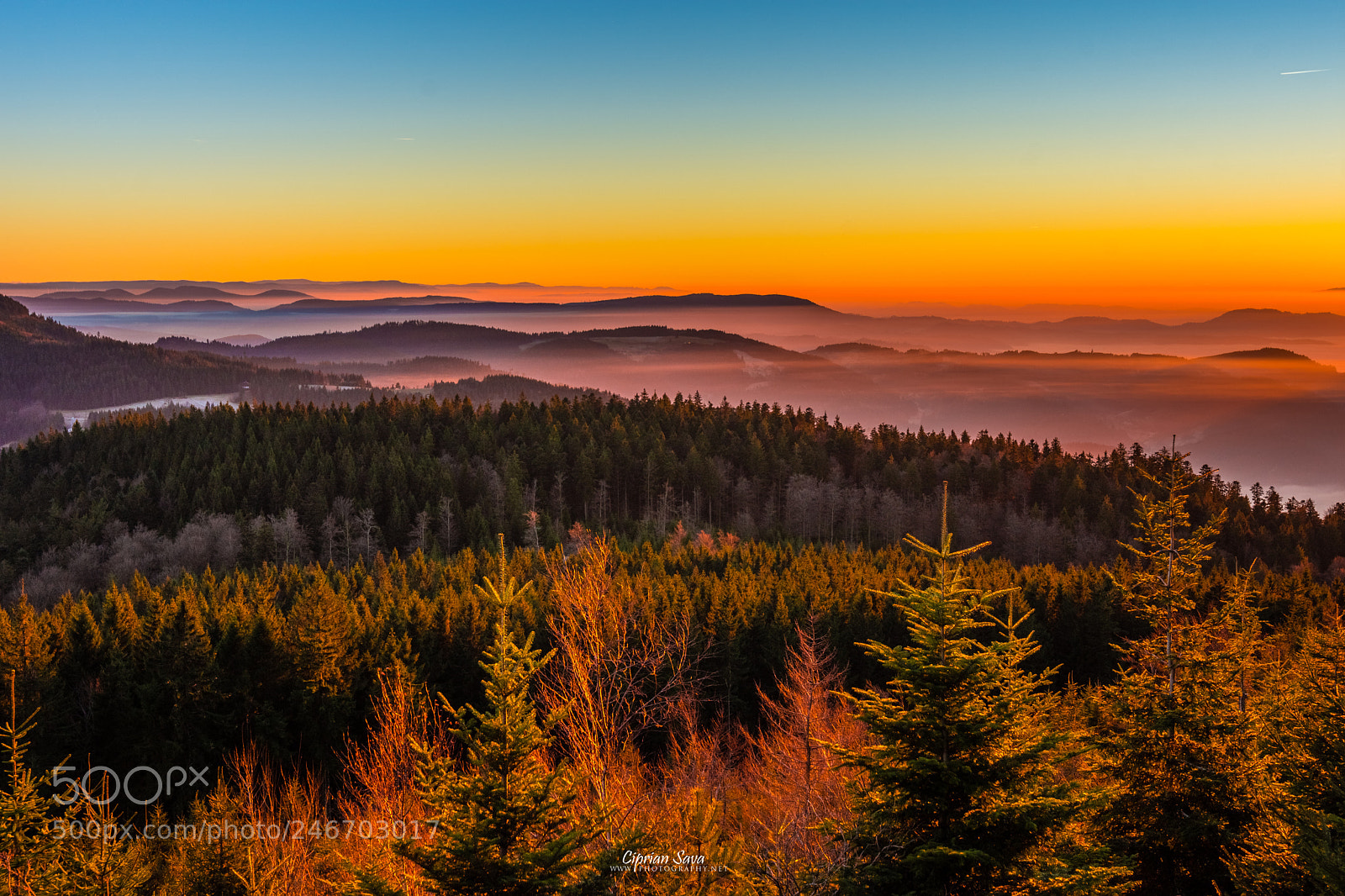 Nikon D7200 sample photo. ...misty black forest... photography