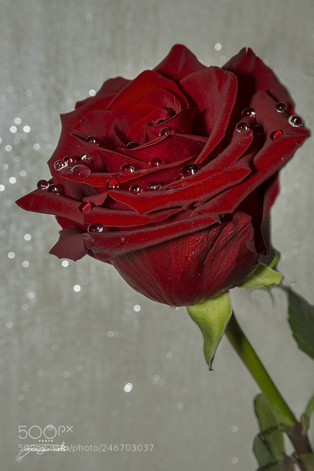 Nikon D800 sample photo. Untitled photography