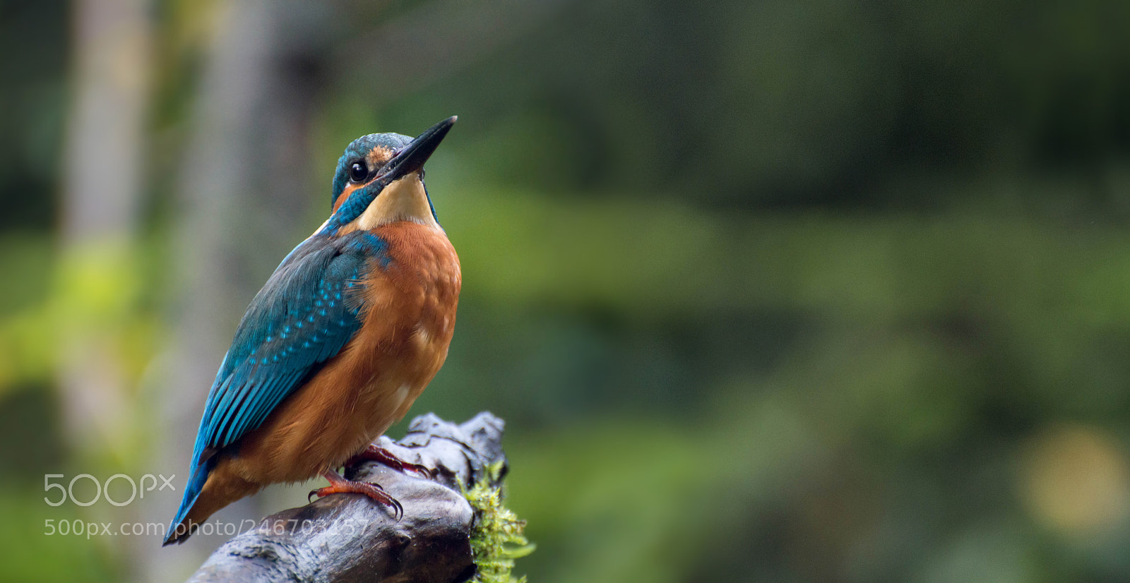 Nikon D3200 sample photo. Kingfisher on the watch photography