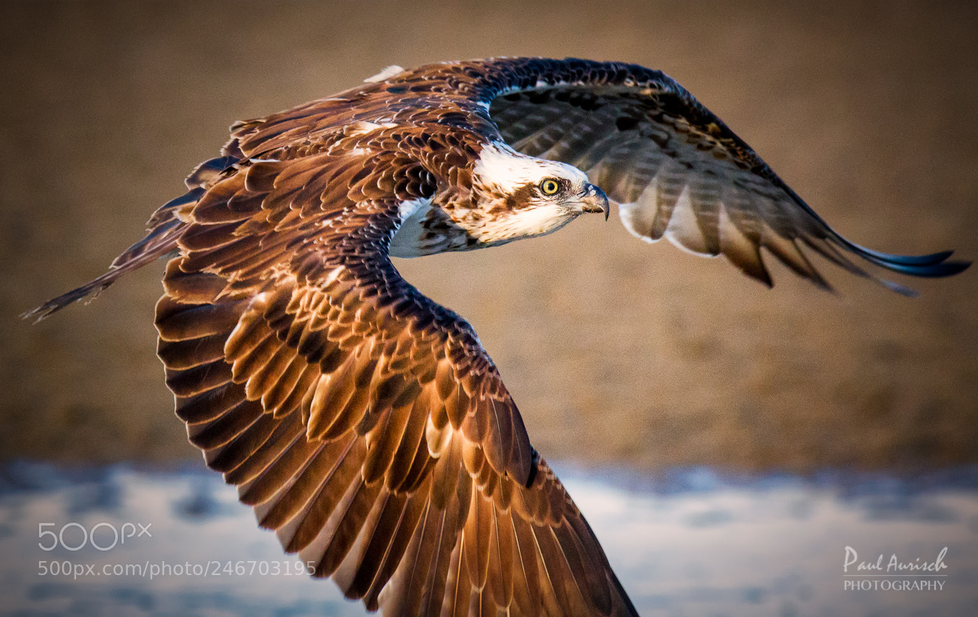 Nikon D500 sample photo. Osprey photography