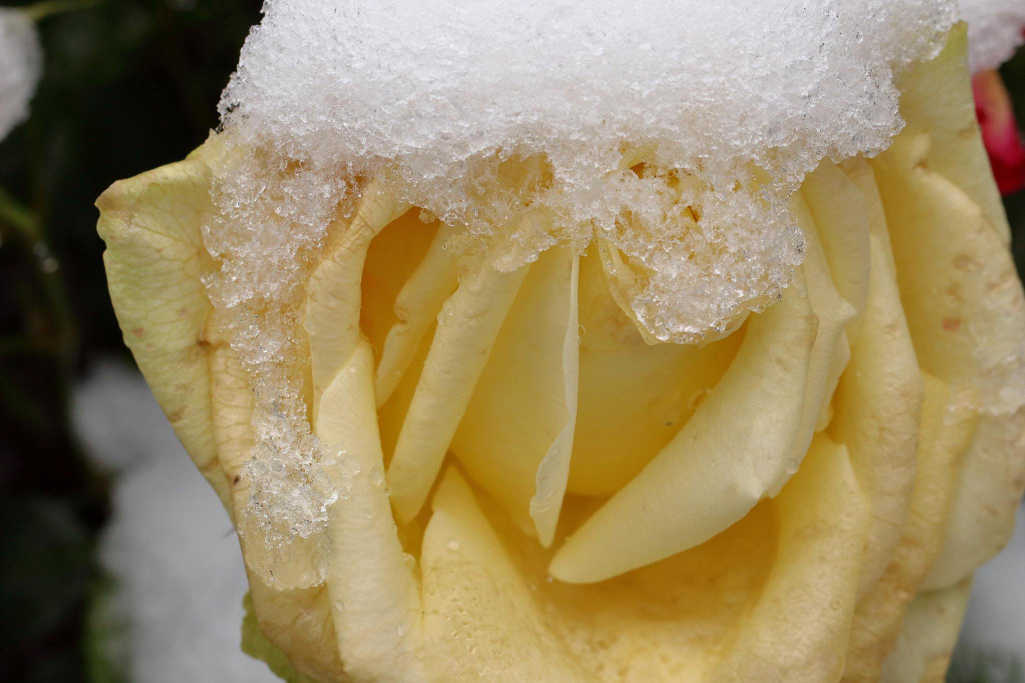 Canon EF 100mm F2.8L Macro IS USM sample photo. Rose and ice photography