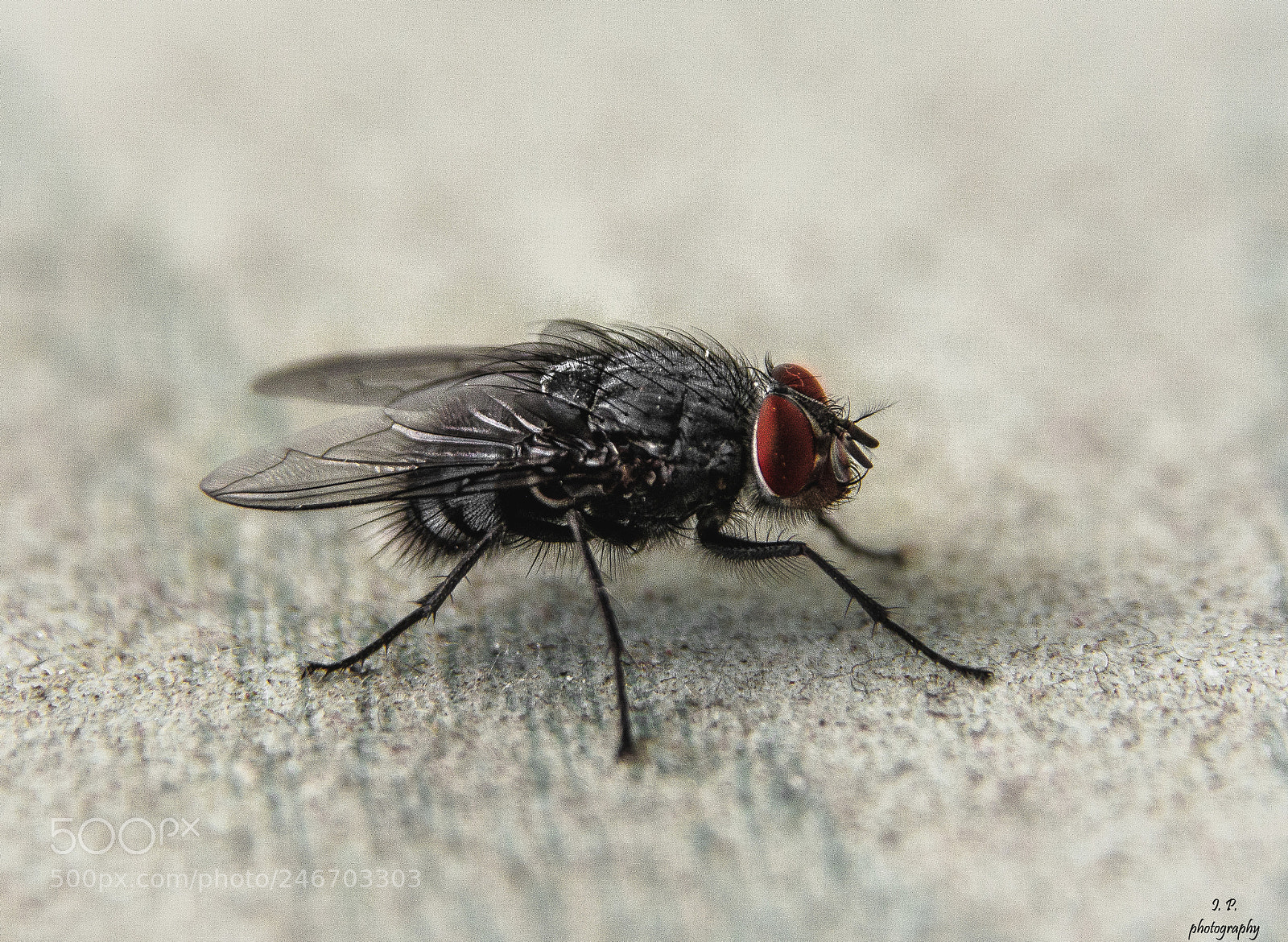 Nikon D5200 sample photo. Fly photography