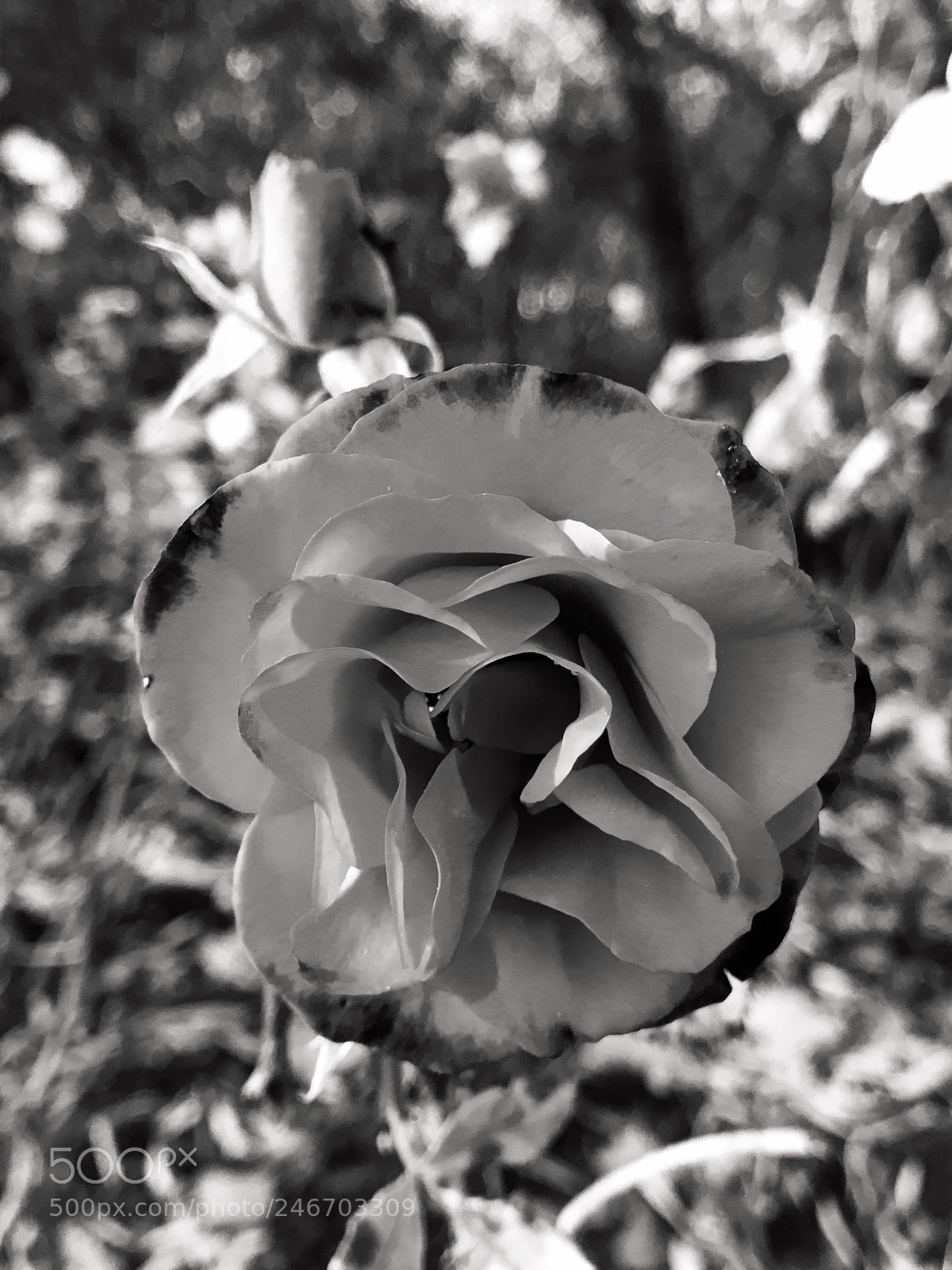 Apple iPhone 7 sample photo. ..for (..)... photography