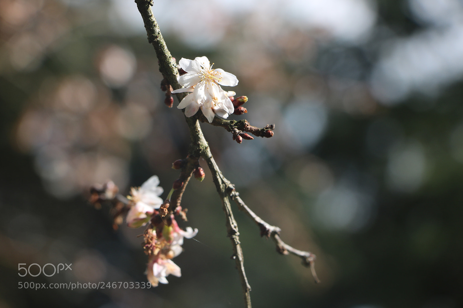 Canon EOS 760D (EOS Rebel T6s / EOS 8000D) sample photo. Cherry blossoms photography