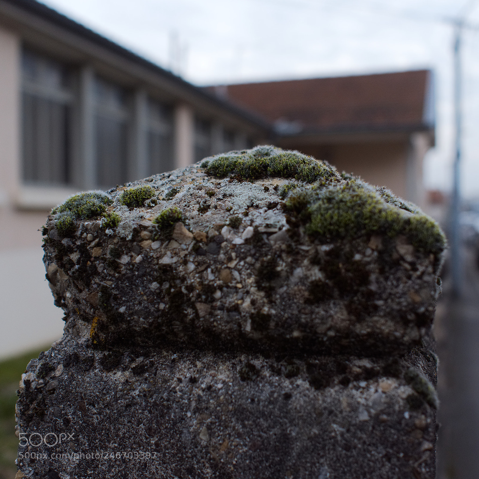 Panasonic Lumix DC-GH5 sample photo. Petit monde photography