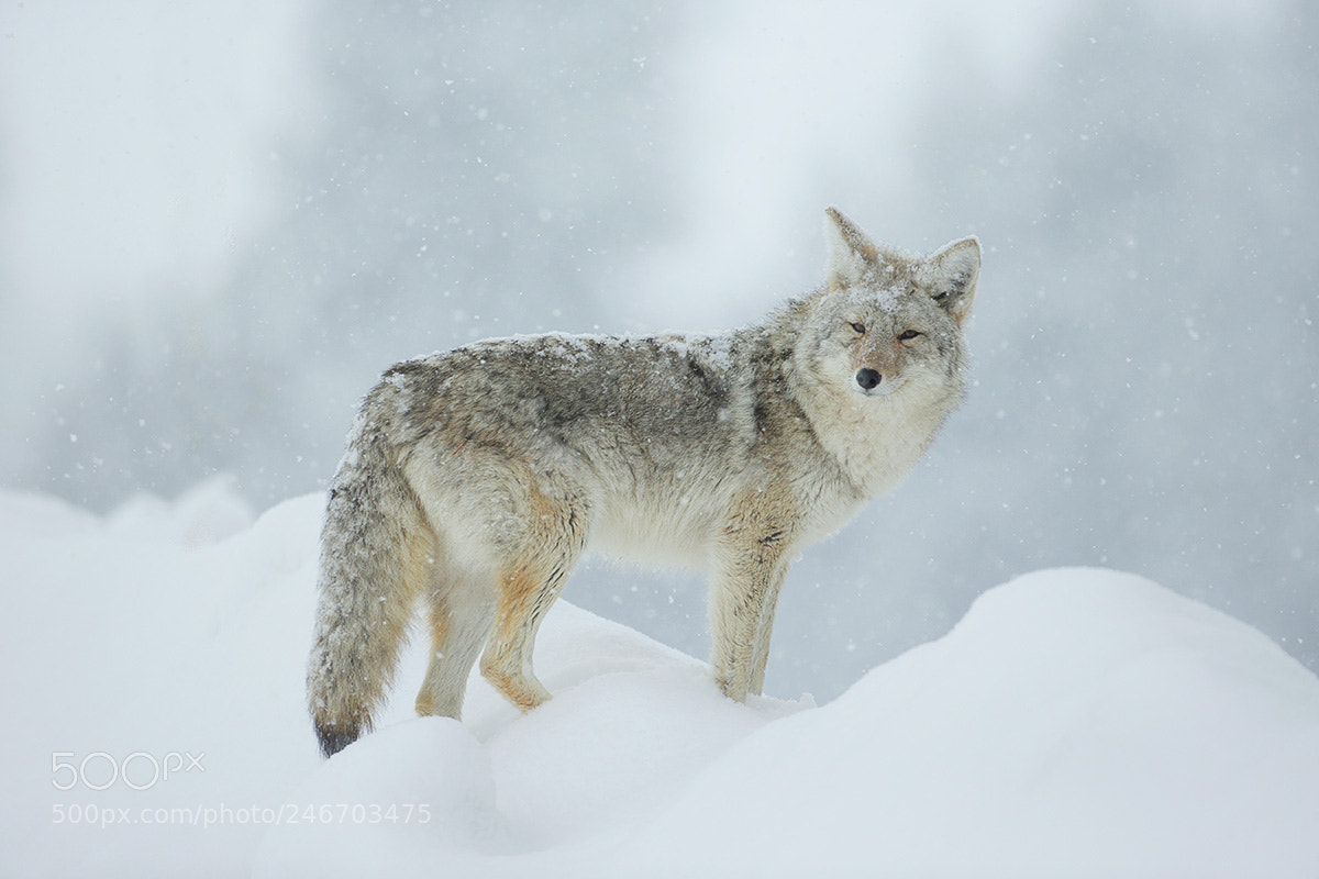 Canon EOS-1D X sample photo. Winter coyote photography