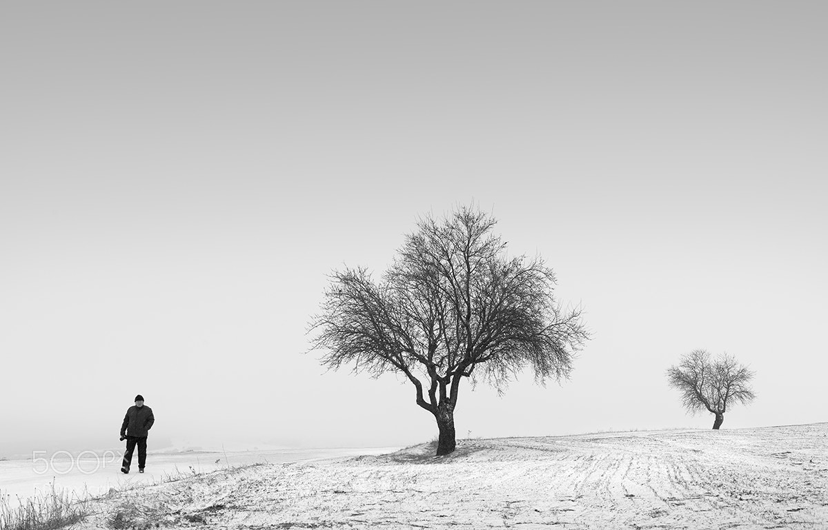 Nikon D800 sample photo. Untitled photography