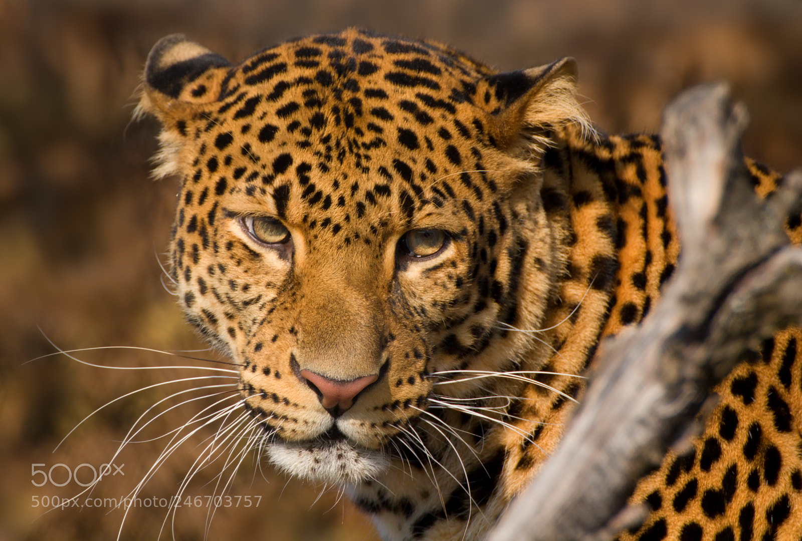 Canon EOS 100D (EOS Rebel SL1 / EOS Kiss X7) sample photo. Javan leopard panthera pardus photography