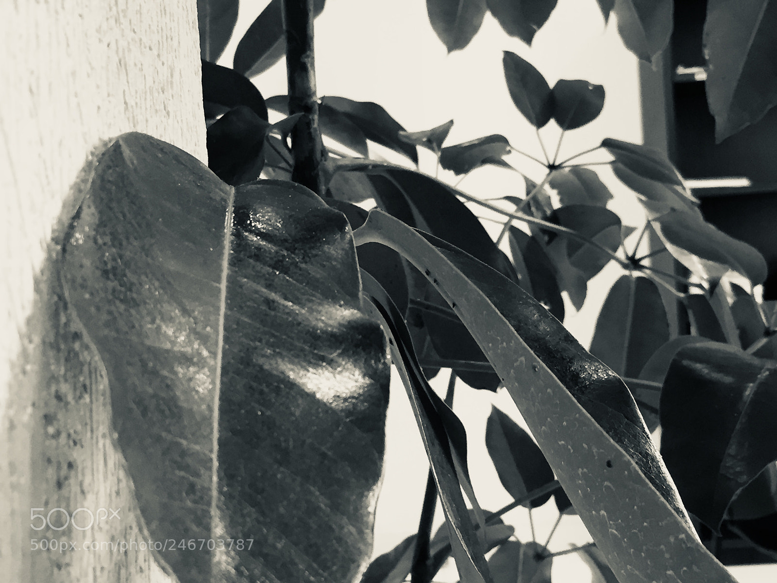 Apple iPhone 6 sample photo. Untitled photography