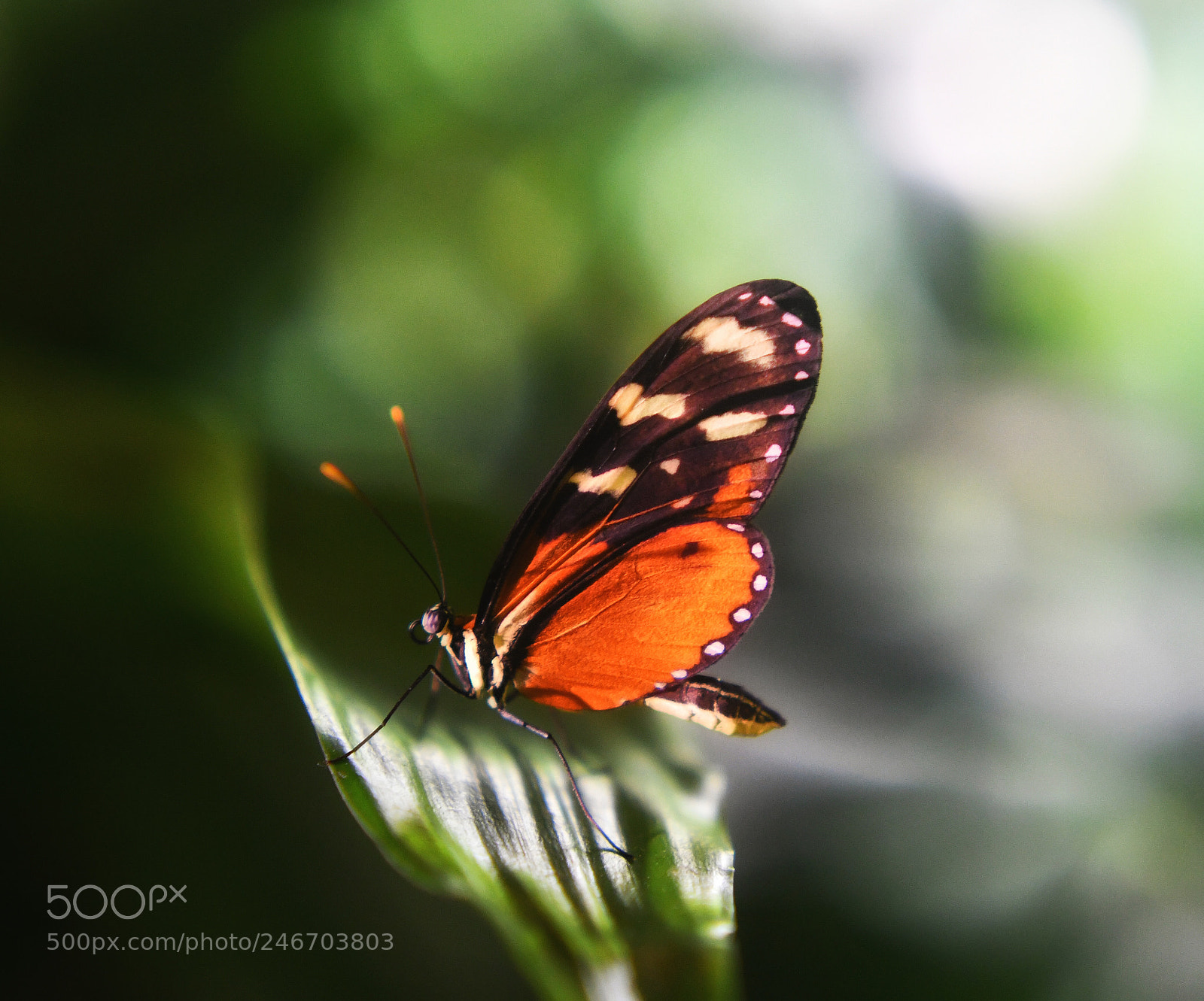 Nikon D7500 sample photo. Butterfly 5 photography