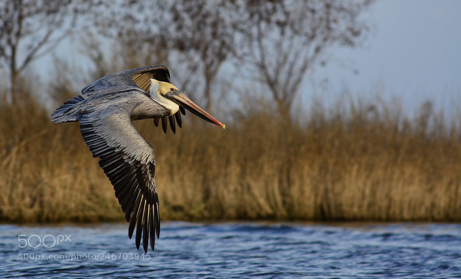 Nikon D7100 sample photo. Brown pelican in flight photography