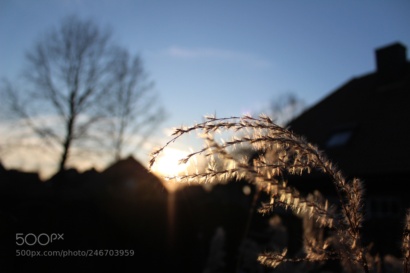 Canon EF-S 18-55mm F3.5-5.6 III sample photo. Untitled photography