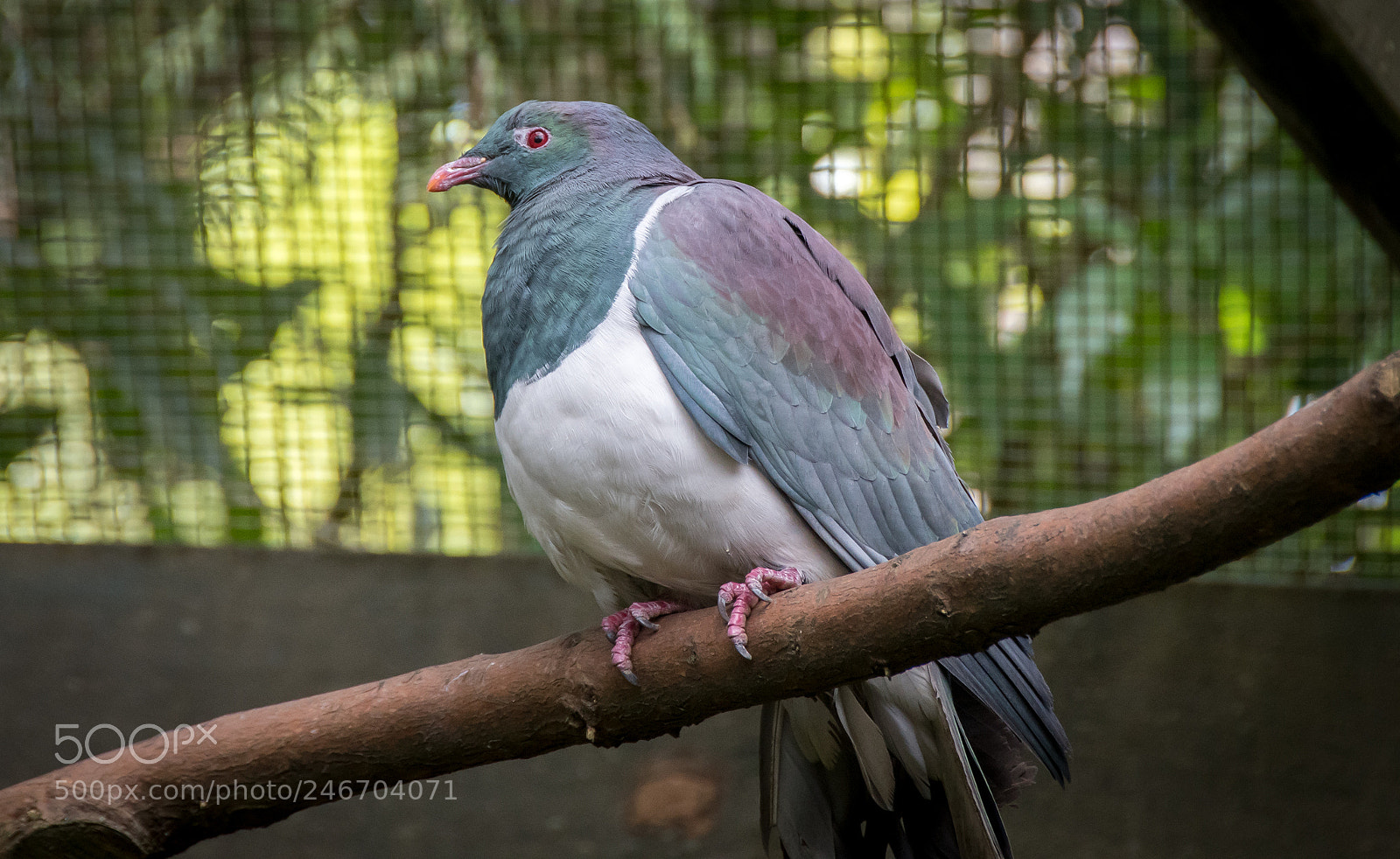 Nikon D500 sample photo. Ds photography