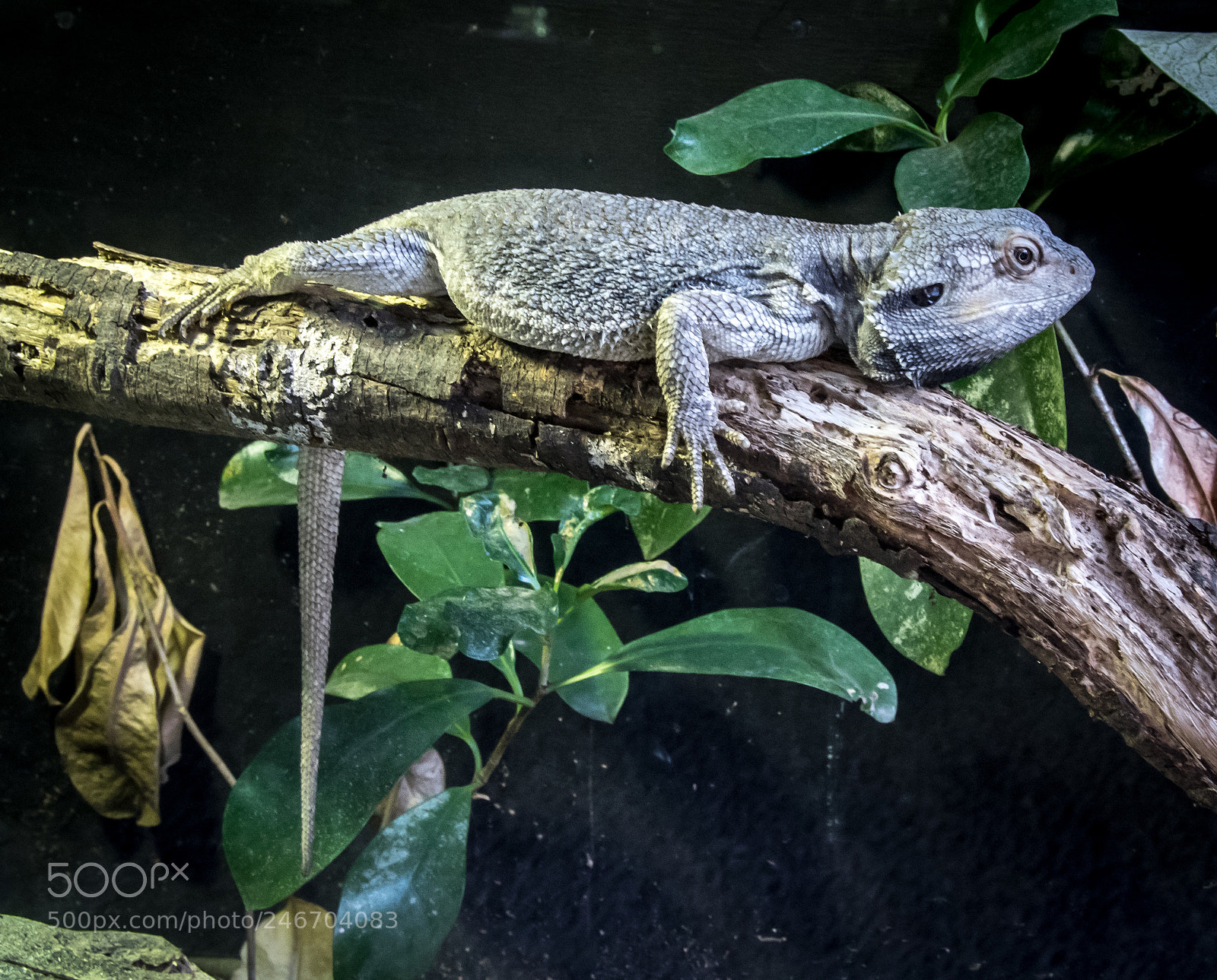 Nikon D500 sample photo. Ds photography