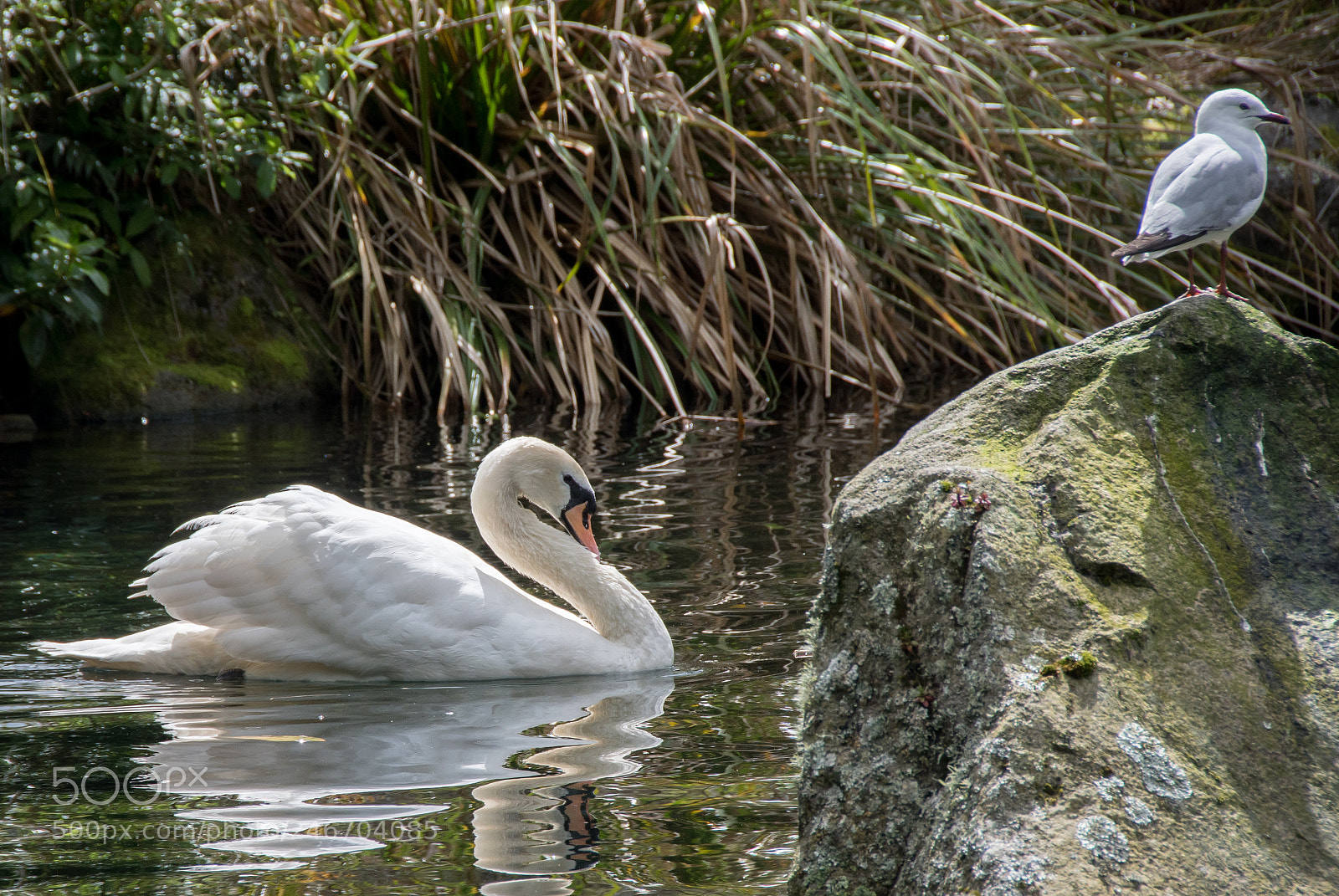 Nikon D500 sample photo. Ds photography