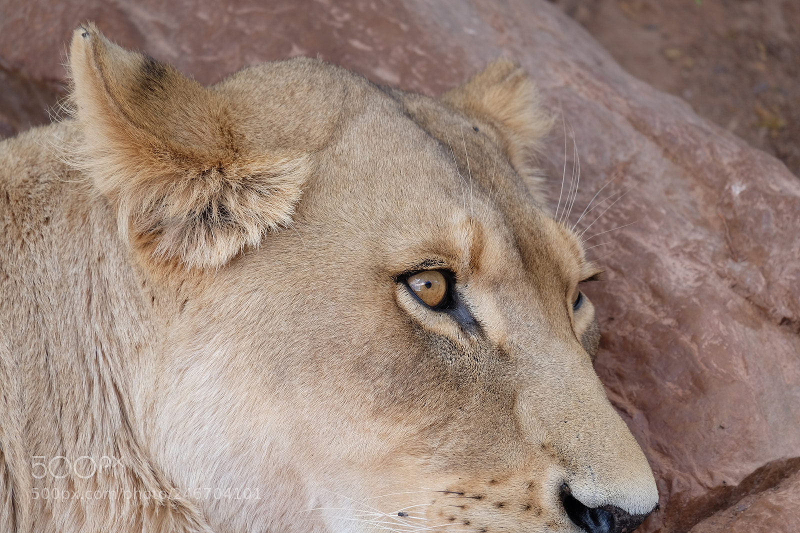 Fujifilm X-M1 sample photo. Queen of the lands photography