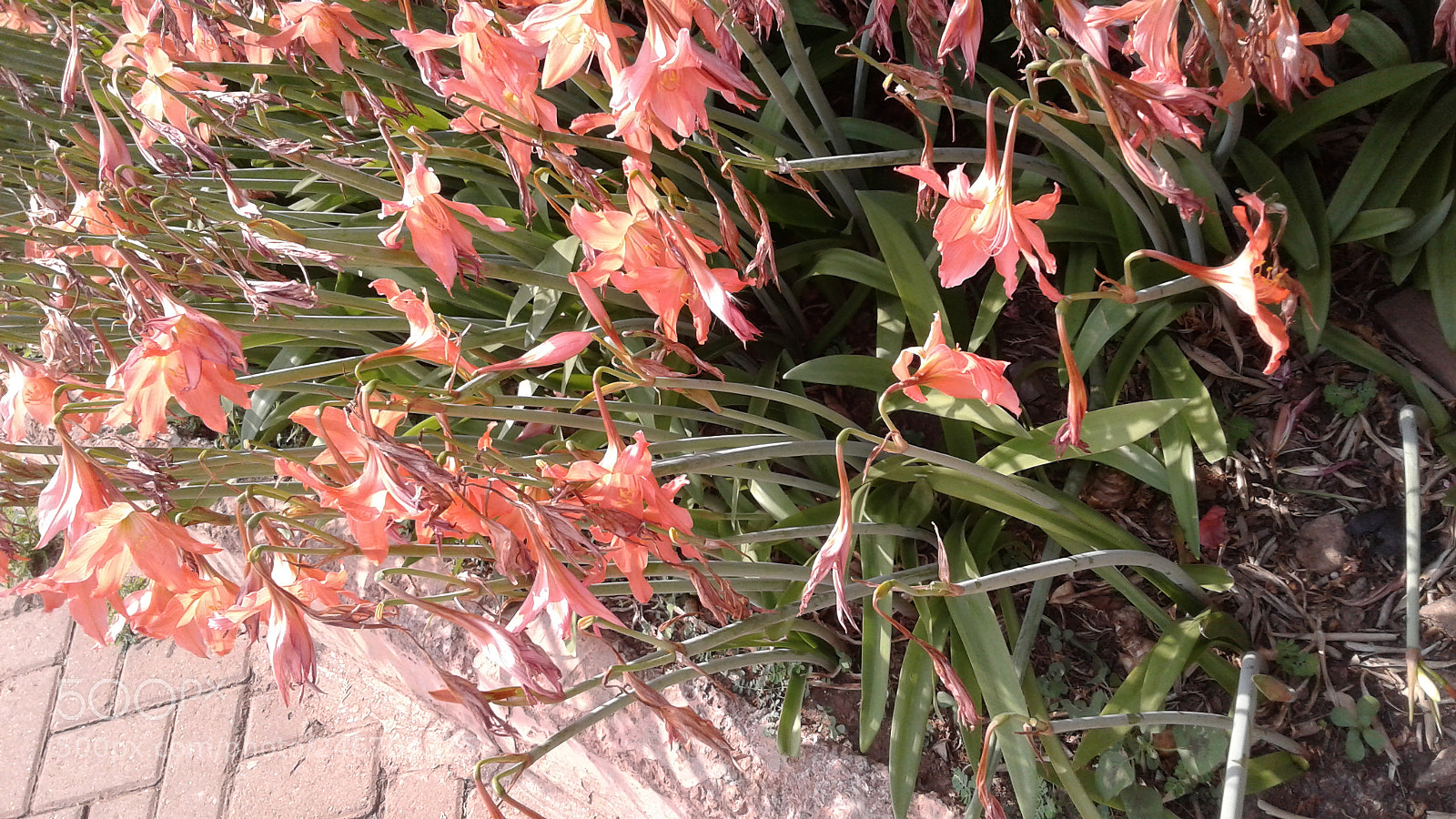 Samsung Galaxy J1 sample photo. Every flower expected rain photography