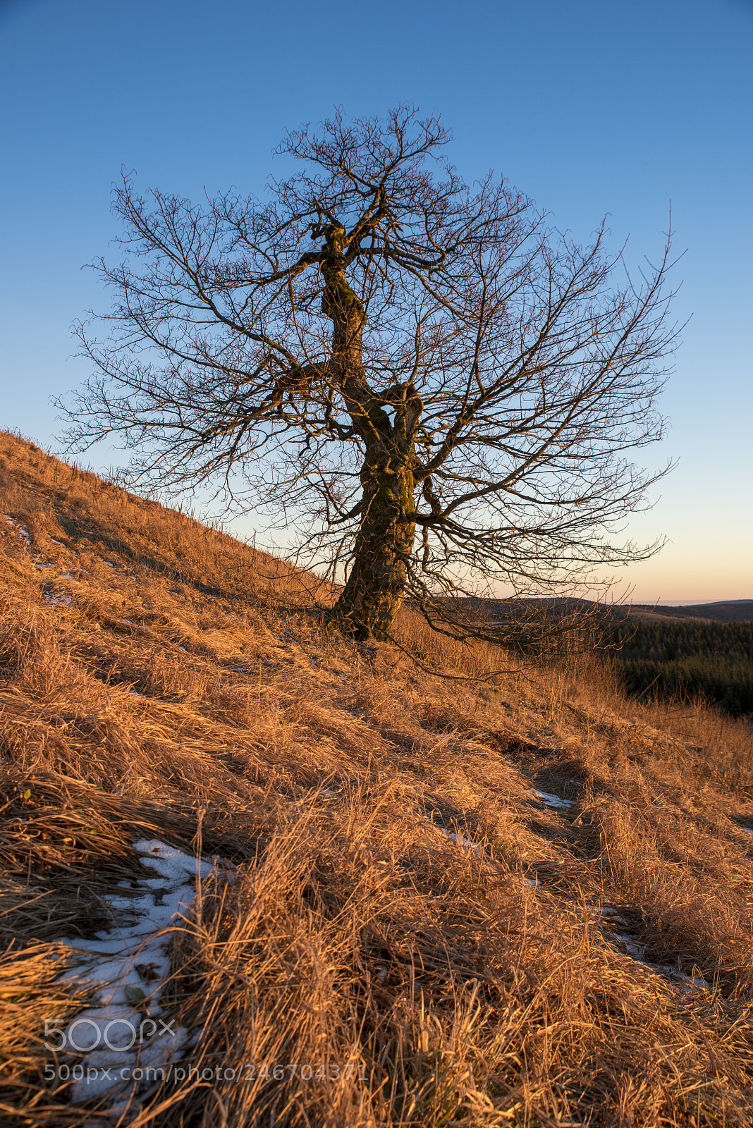 Nikon D810 sample photo. Baum auf der wasserkuppe photography
