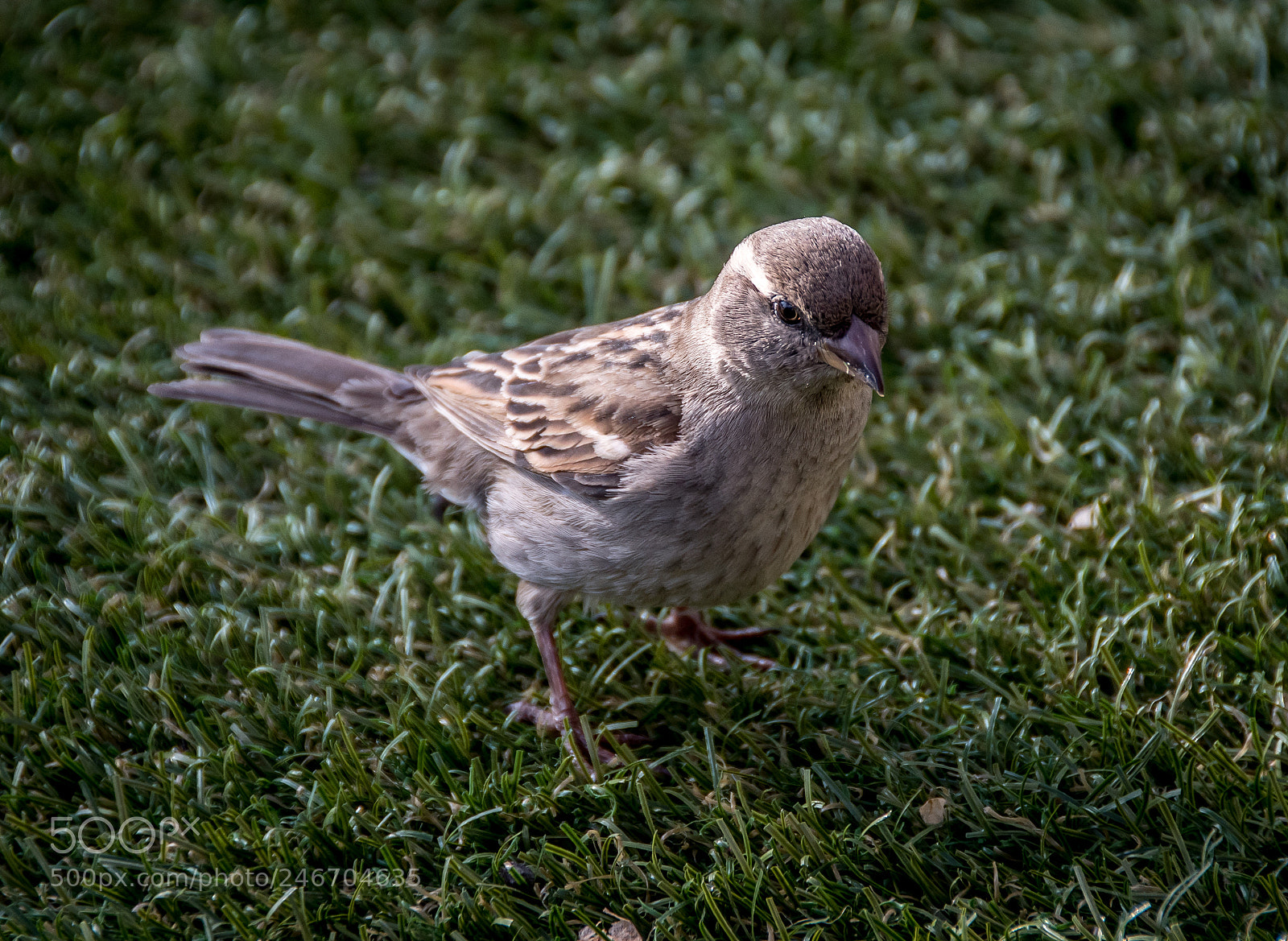 Nikon D500 sample photo. Ds photography