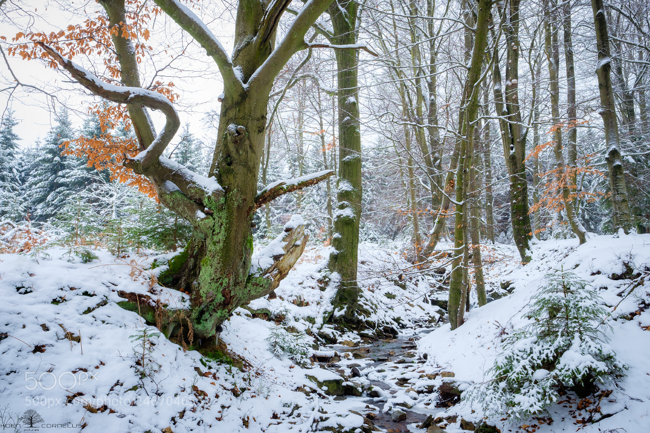 Fujifilm X-T1 sample photo. If trees could speak photography