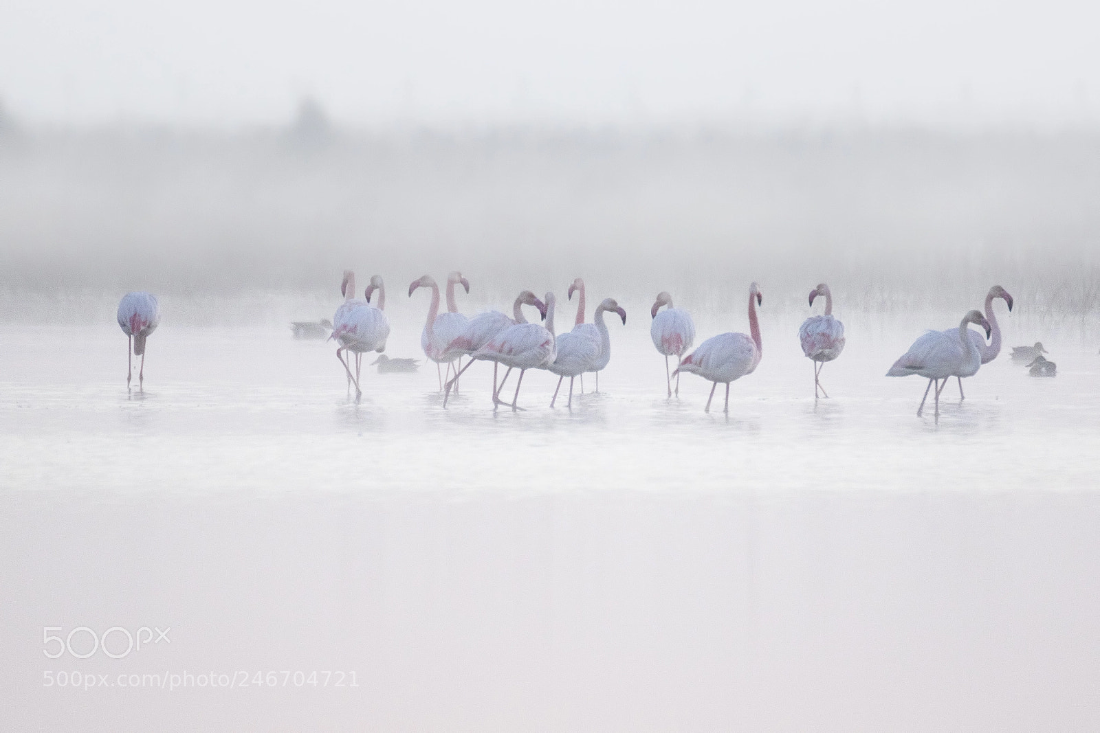 Canon EOS 7D Mark II sample photo. Ghosts in the fog photography