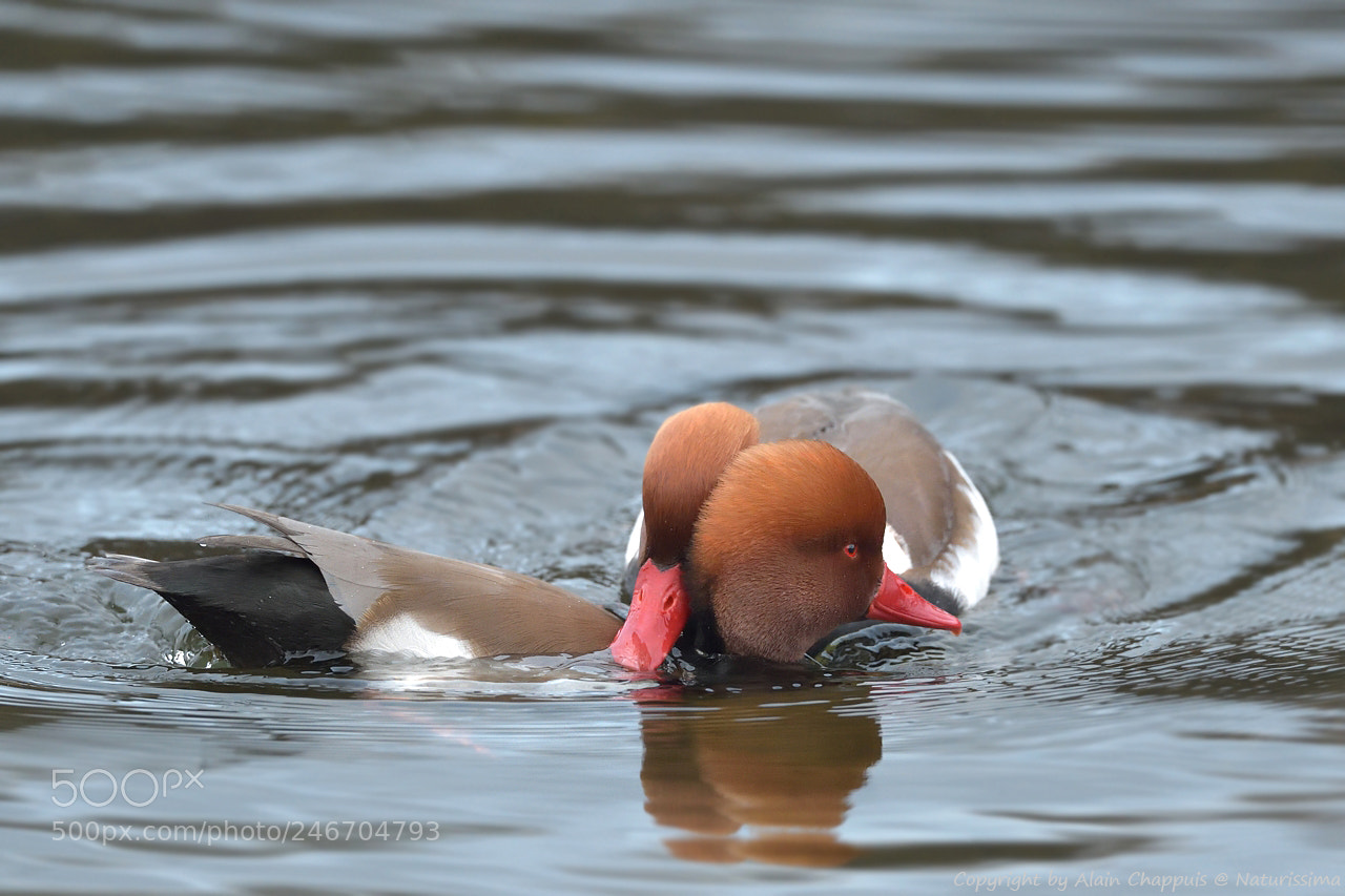 Nikon D4S sample photo. Nette rousse - red-crested photography