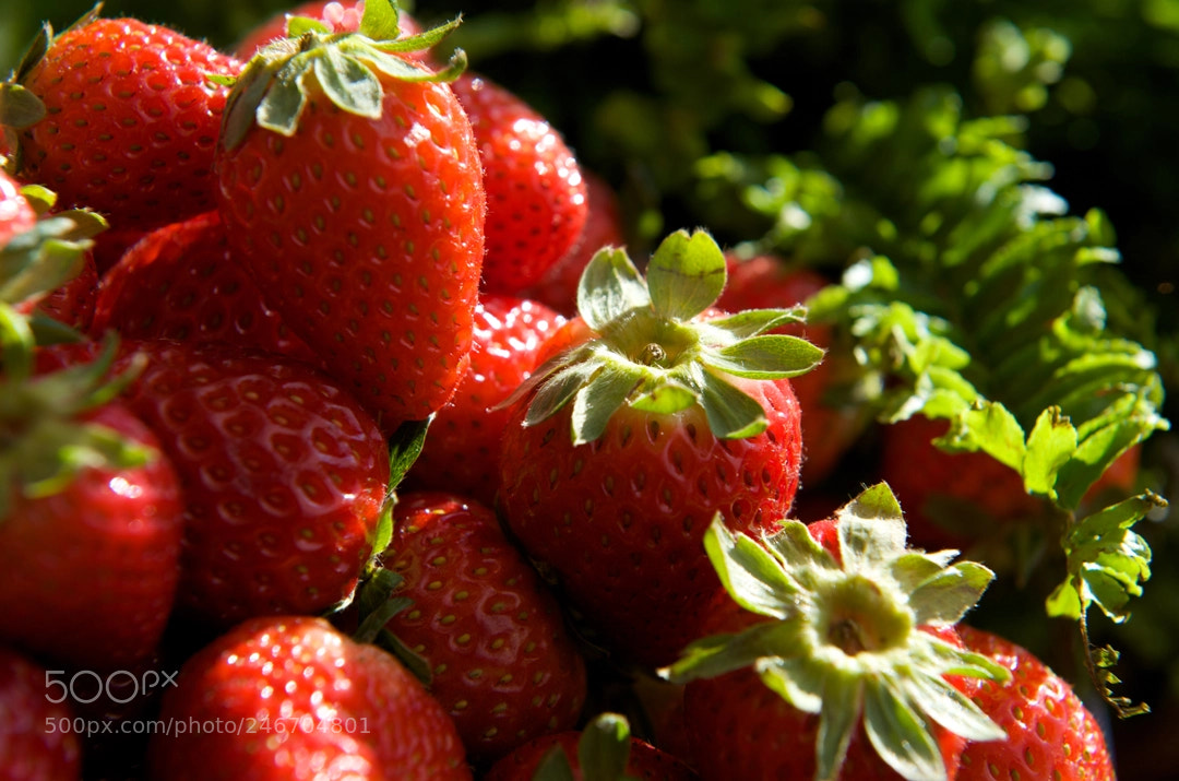 Nikon D3 sample photo. Strawberries photography