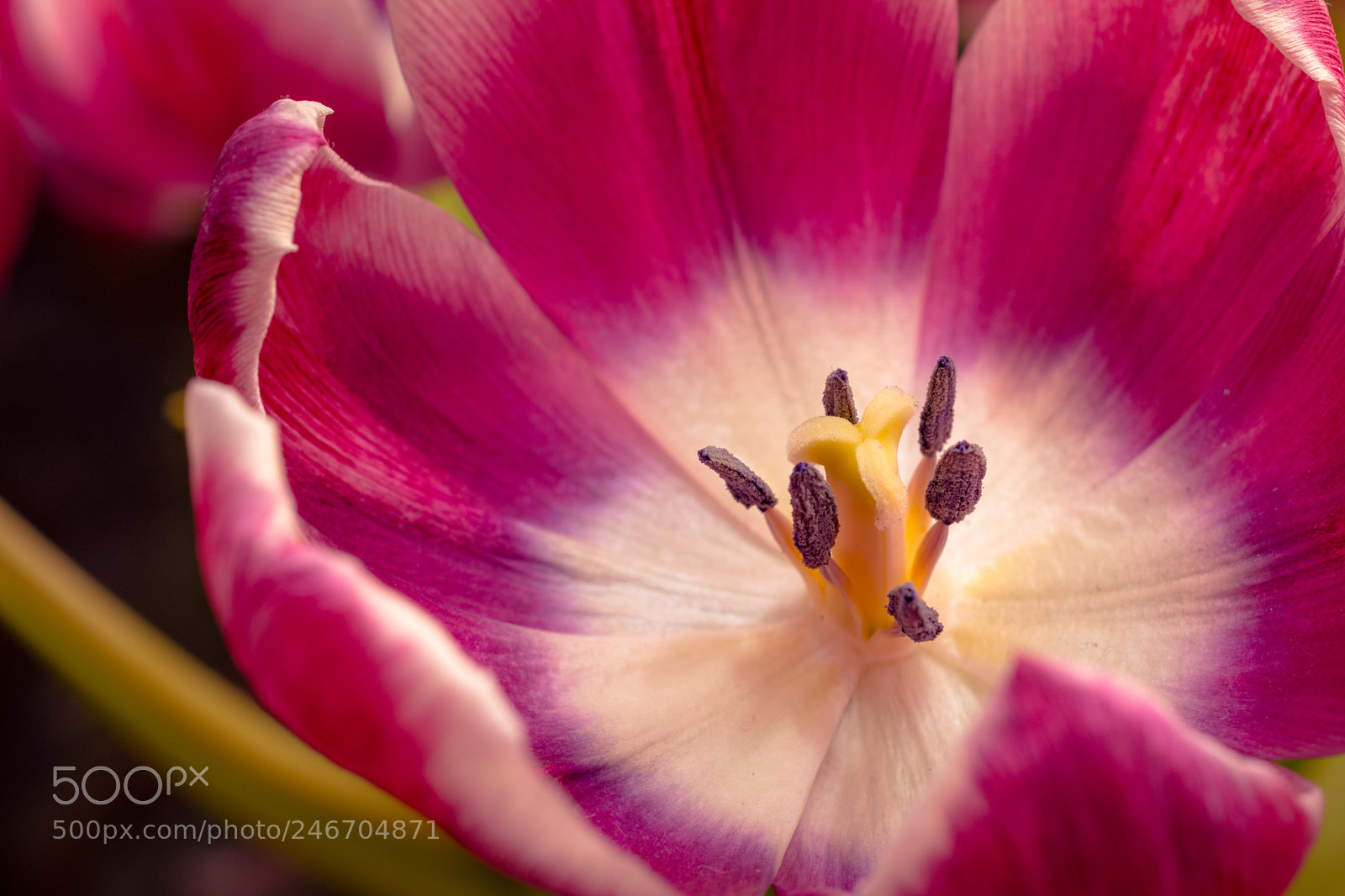 Nikon D7200 sample photo. Tulip treat photography