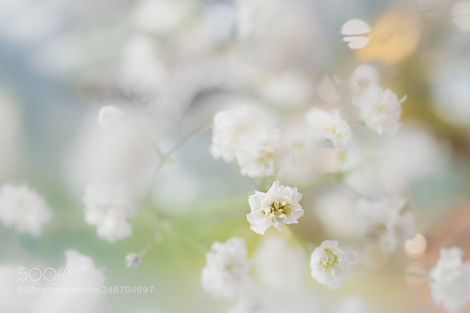 Olympus OM-D E-M10 II sample photo. Petites fleurs photography
