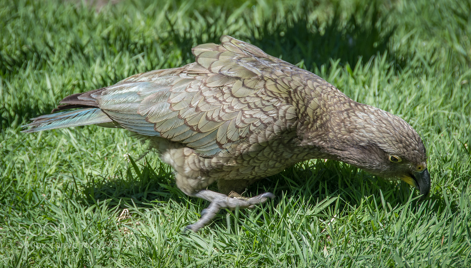 Nikon D500 sample photo. Ds photography
