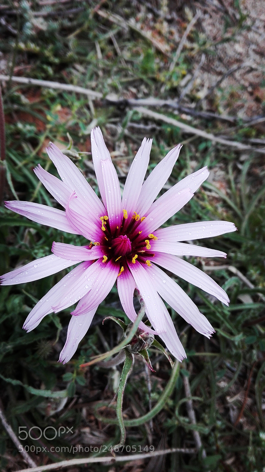 HUAWEI Y6II sample photo. Untitled photography