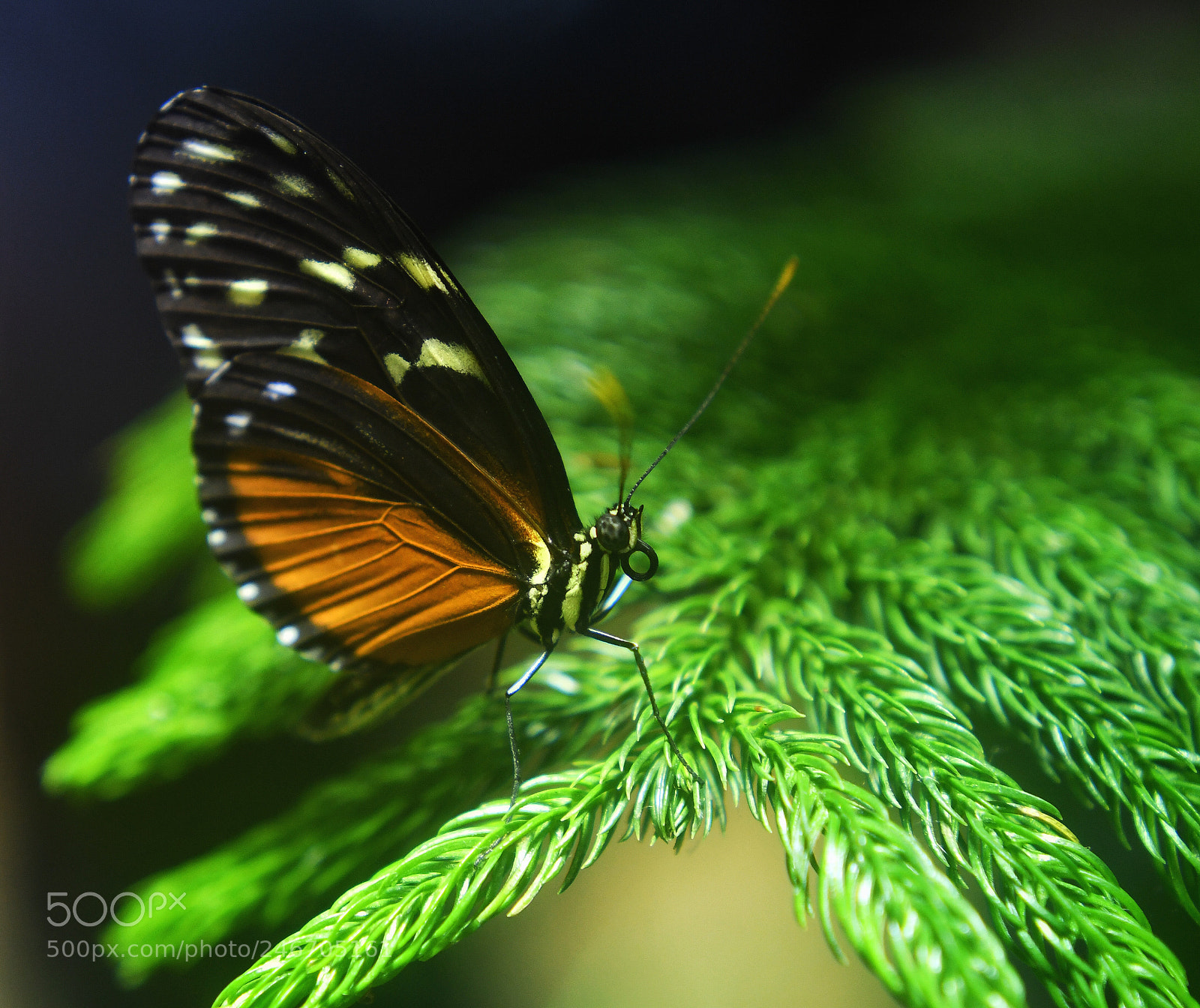 Nikon D7500 sample photo. Butterfly 6 photography