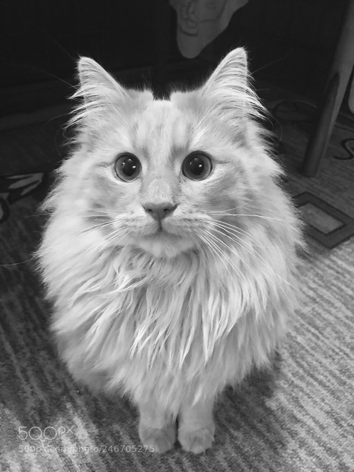Apple iPhone 7 sample photo. Untitled photography