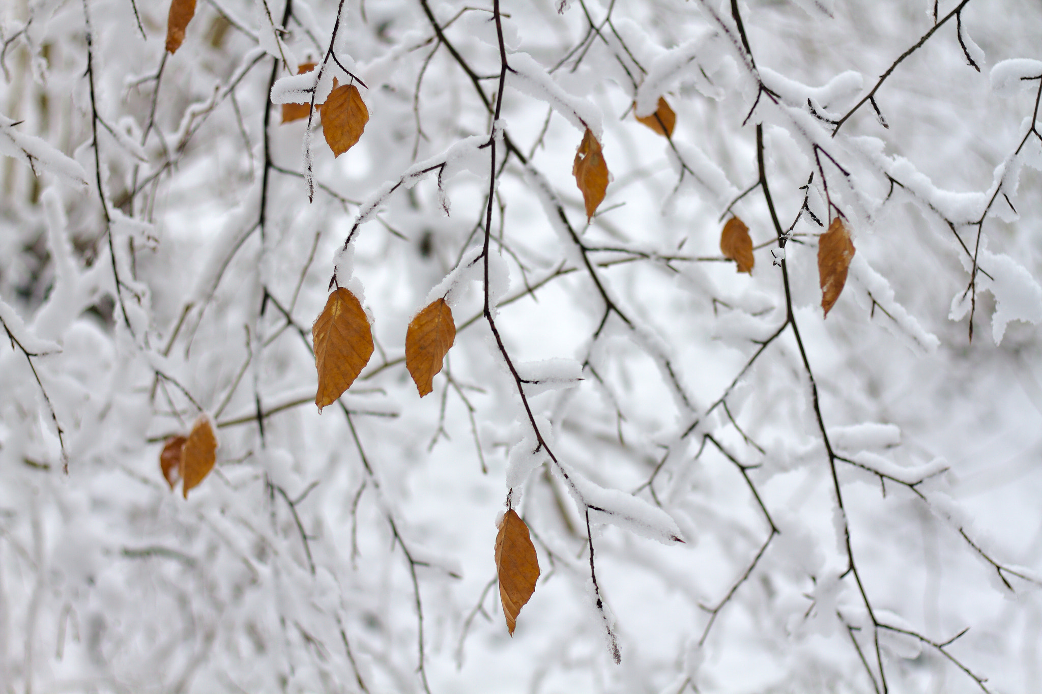 Canon EOS 7D sample photo. Autumn and winter photography