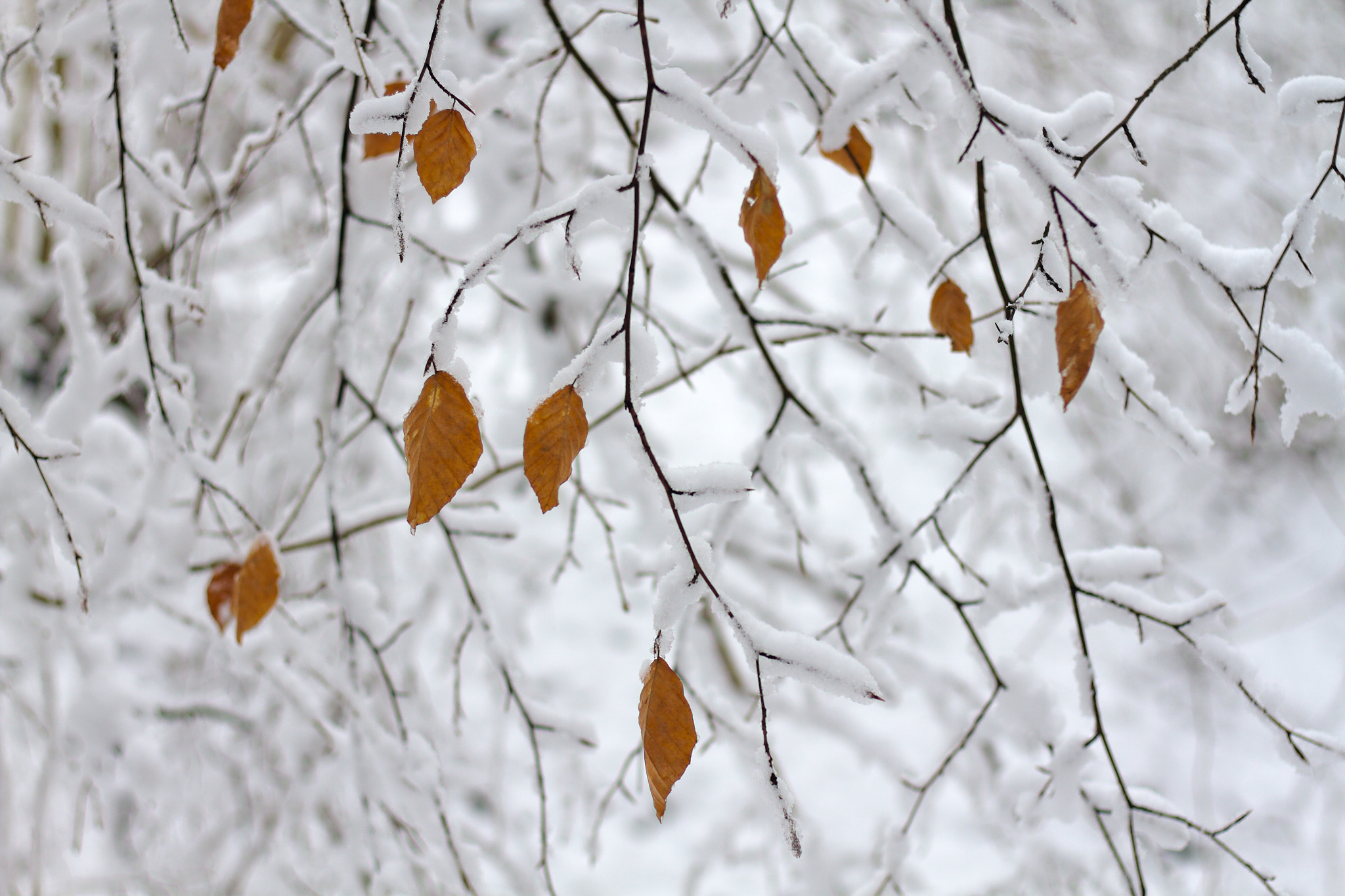 Canon EOS 7D + Canon EF 50mm F1.8 STM sample photo. Autumn and winter photography