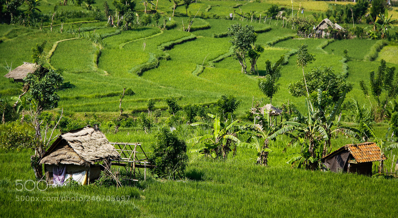 Canon EOS 50D sample photo. Rice fields photography